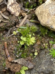 Fissidens bushii