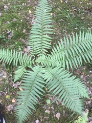 Dryopteris filix-mas