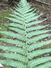 Dryopteris filix-mas