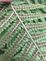 Dryopteris filix-mas