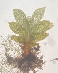 Fissidens bushii