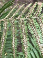 Dryopteris filix-mas