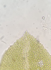 Fissidens bushii