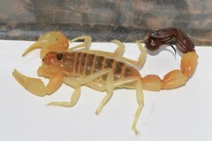 Parabuthus laevifrons