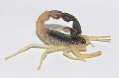 Parabuthus schlechteri