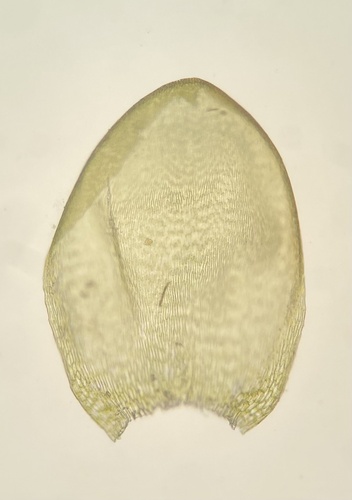 Pseudoscleropodium purum
