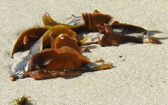 Saccorhiza polyschides