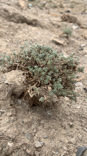 Artemisia negrei image