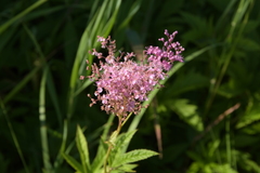 Filipendula rubra
