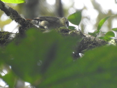 Anabacerthia ruficaudata