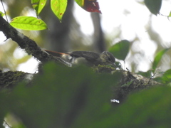 Anabacerthia ruficaudata