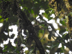 Anabacerthia ruficaudata