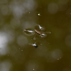 Limnoporus dissortis