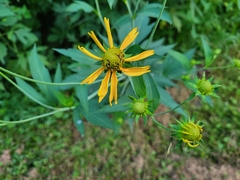 Rudbeckia laciniata