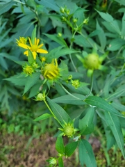 Rudbeckia laciniata