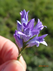 Wahlenbergia fasciculata