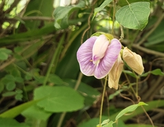 Centrosema pubescens