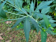 Rudbeckia laciniata