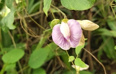 Centrosema pubescens