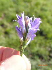 Wahlenbergia fasciculata