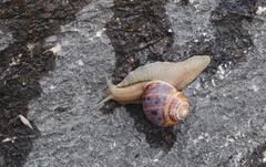 Helix lucorum