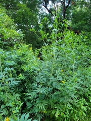 Rudbeckia laciniata
