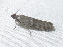 Eurythmia angulella
