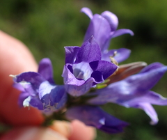 Wahlenbergia fasciculata