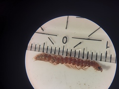 Polydesmus denticulatus