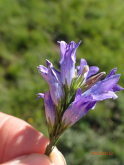 Wahlenbergia fasciculata