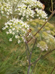 Meliscaeva cinctella