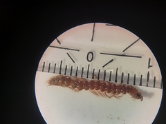 Polydesmus denticulatus