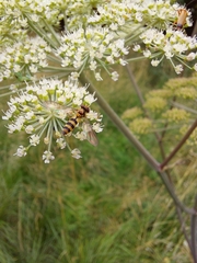 Meliscaeva cinctella