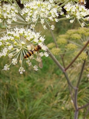 Meliscaeva cinctella