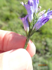 Wahlenbergia fasciculata