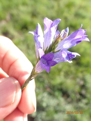 Wahlenbergia fasciculata