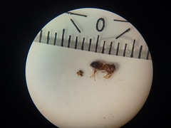 Lasius brunneus