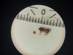 Lasius brunneus