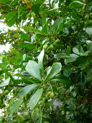 Angiospermae