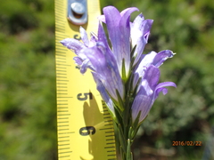Wahlenbergia fasciculata