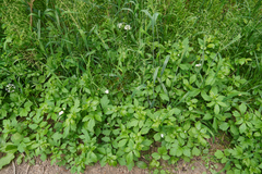 Smyrnium perfoliatum