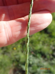Wahlenbergia fasciculata