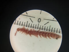 Polydesmus denticulatus