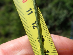 Wahlenbergia fasciculata