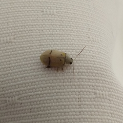 Walterianella tenuicincta