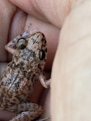 Eleutherodactylus planirostris