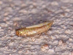 Scaphytopius elegans