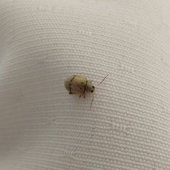 Walterianella tenuicincta