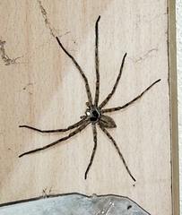 Heteropoda venatoria
