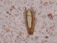 Scaphytopius elegans